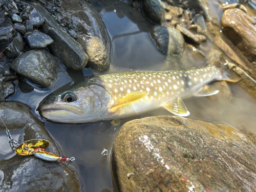 アメマスの釣果