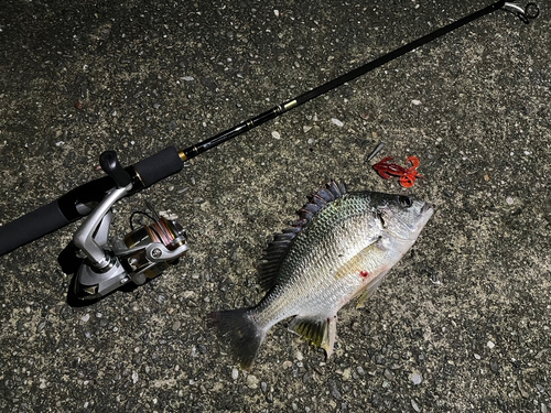 キビレの釣果