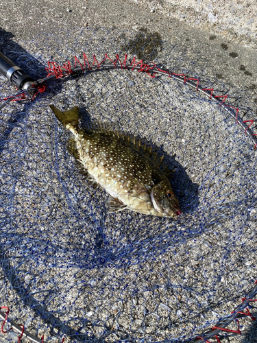 アイゴの釣果