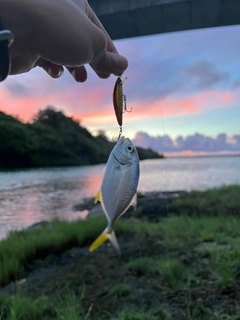 メッキの釣果