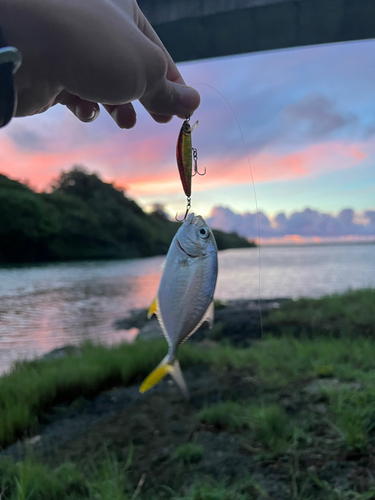 メッキの釣果