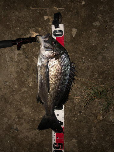 クロダイの釣果