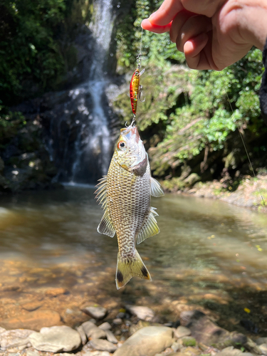 オオクチユゴイの釣果