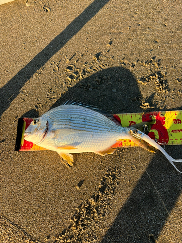 ヘダイの釣果