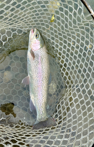 ニジマスの釣果