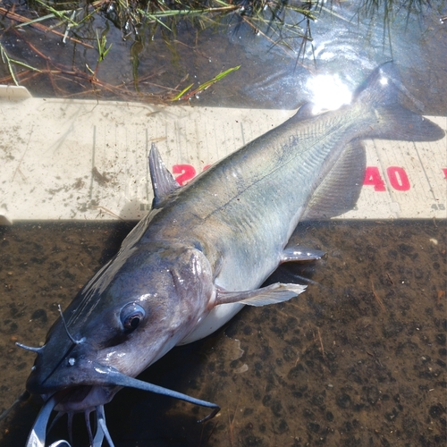 アメリカナマズの釣果