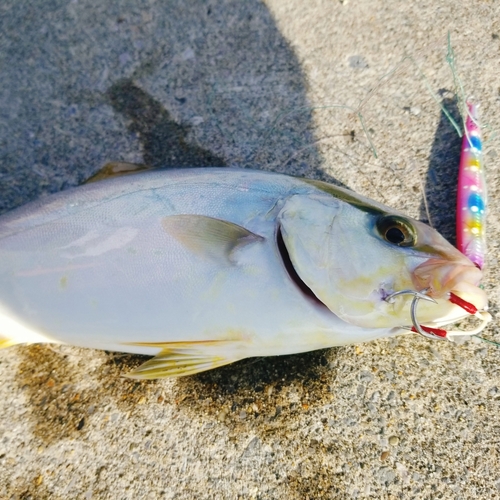 ショゴの釣果