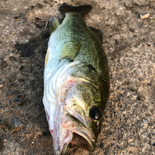 ラージマウスバスの釣果