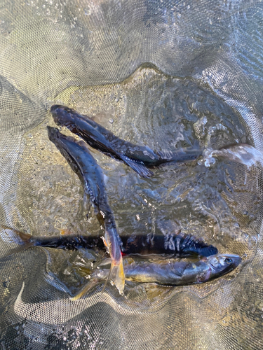 アユの釣果