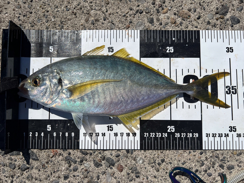 シマアジの釣果