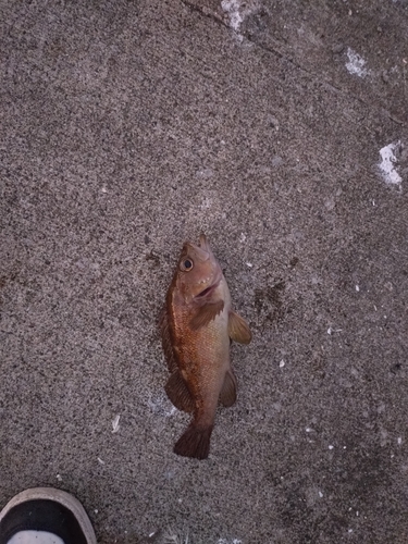 エゾメバルの釣果