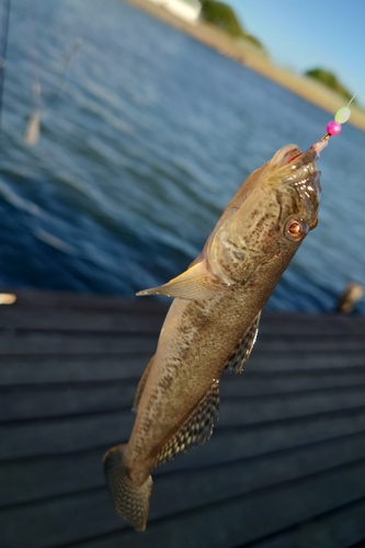 ハゼの釣果