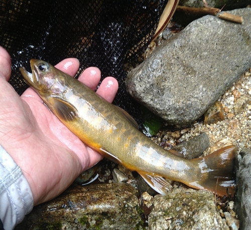 ヤマトイワナの釣果