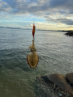 コウイカの釣果