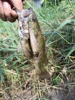 ラージマウスバスの釣果