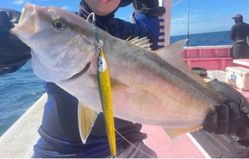 カンパチの釣果