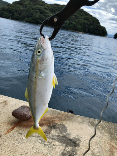 ツバスの釣果