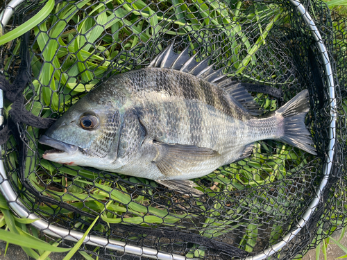 クロダイの釣果