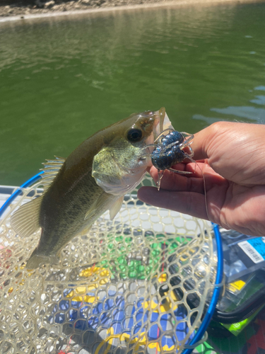 ブラックバスの釣果