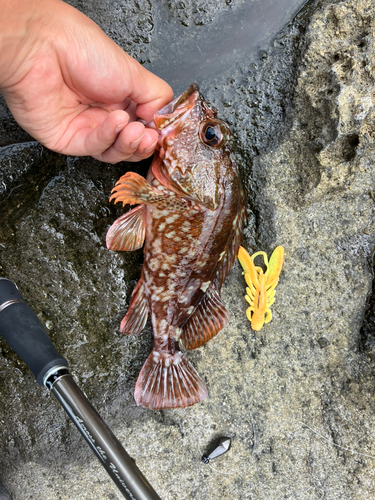 アコウの釣果