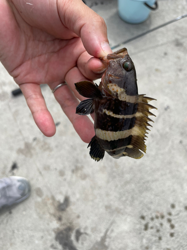 アオハタの釣果