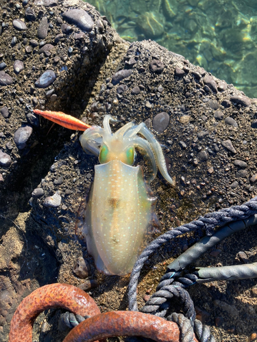 アオリイカの釣果