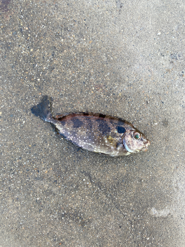 アイゴの釣果