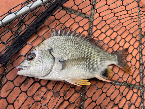 キビレの釣果