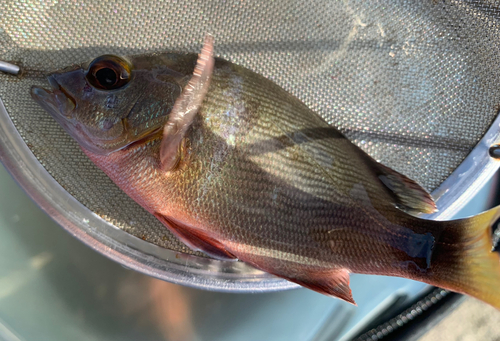 バラフエダイの釣果