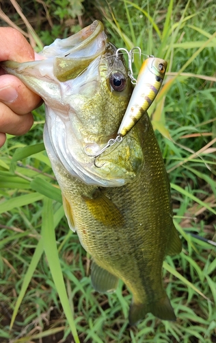 ラージマウスバスの釣果