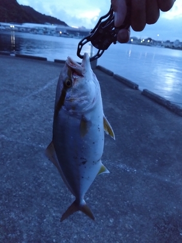 ショゴの釣果