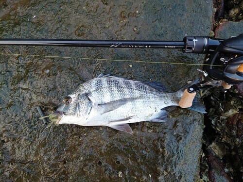 チヌの釣果