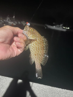 オオモンハタの釣果