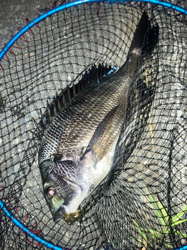 チヌの釣果