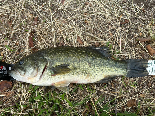 ラージマウスバスの釣果