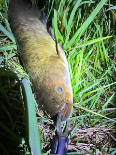 ナマズの釣果