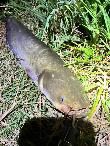 ナマズの釣果