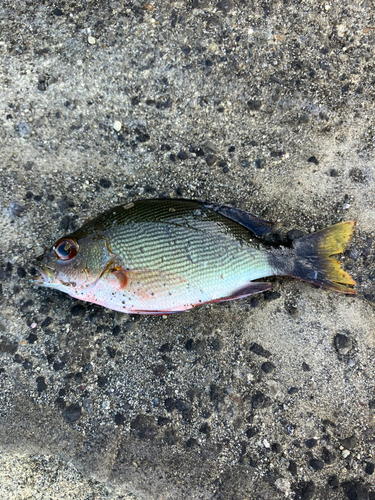 メジナの釣果