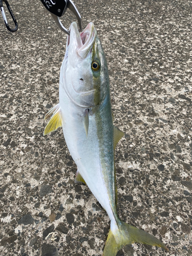 イナダの釣果