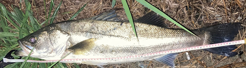 スズキの釣果