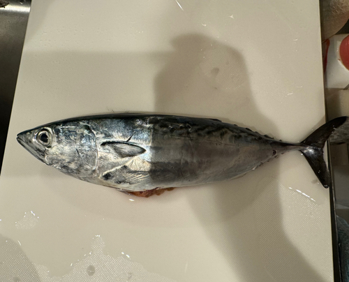 釣果