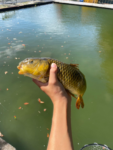 コイの釣果