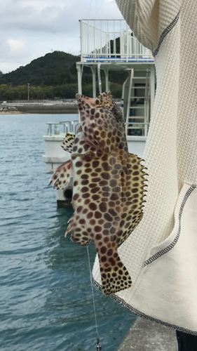 イシミーバイの釣果