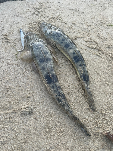 マゴチの釣果