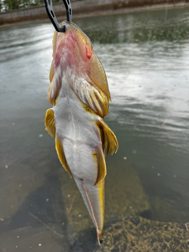 マゴチの釣果