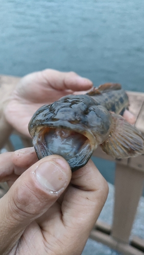 ウロハゼの釣果