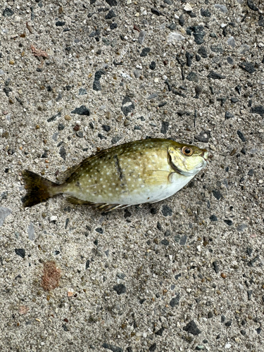 アイゴの釣果