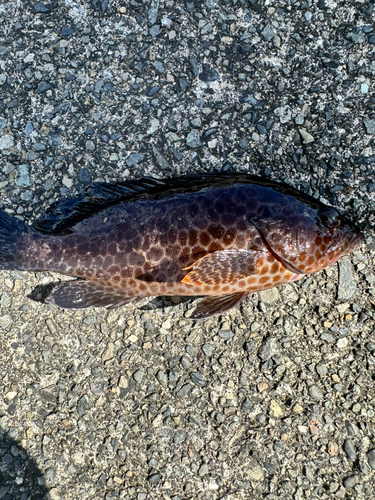 オオモンハタの釣果