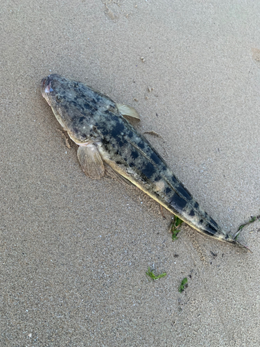 マゴチの釣果