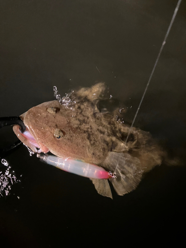 マゴチの釣果